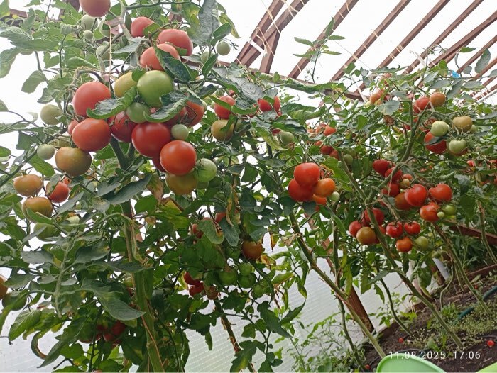 Фотография покупателя товара Семена томат «Леопольд F1», 25 шт. - Фото 1