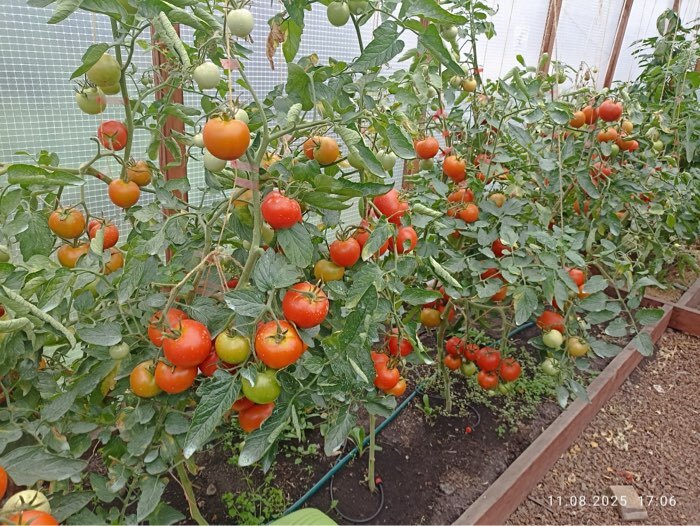 Фотография покупателя товара Семена томат «Леопольд F1», 25 шт. - Фото 2