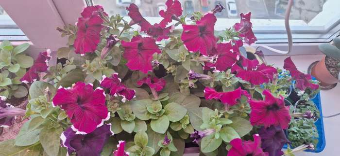 Фотография покупателя товара Семена Цветов Петуния «Малиновый каприз», F1, 7 шт., «Агрофирма АЭЛИТА» - Фото 6