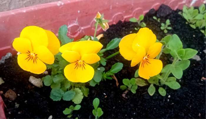 Фотография покупателя товара Семена цветов Виола «Шведские гиганты», 0.1 г, «Рецепты дедушки Никиты» - Фото 1