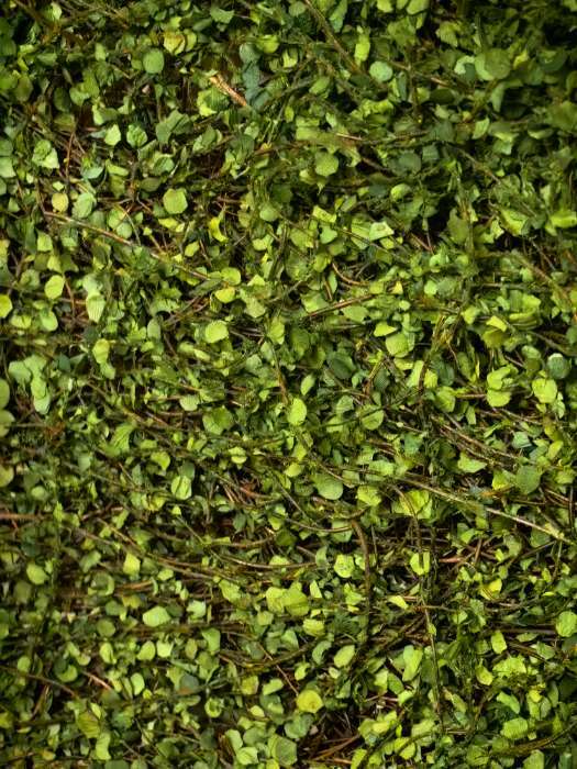 Фотография покупателя товара Декоративная панель, 90×40 см, «Ряска», Greengo - Фото 1