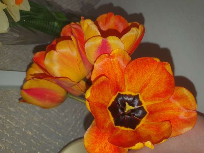 Фотография покупателя товара Тюльпан простой ранний Кейп Таун, луковица в пакете с перфорацией, р-р 11/12, 5 шт.