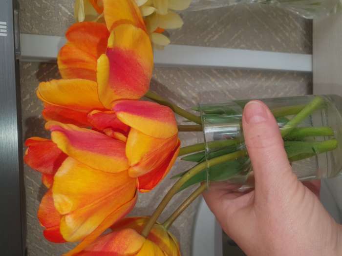 Фотография покупателя товара Тюльпан простой ранний Кейп Таун, луковица в пакете с перфорацией, р-р 11/12, 5 шт.