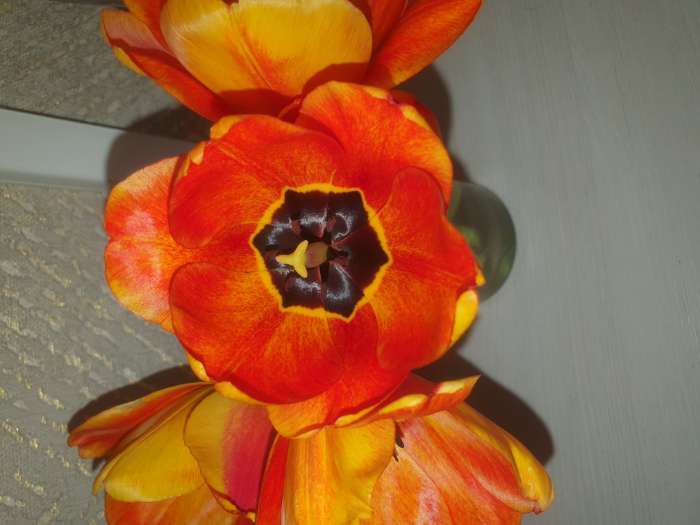 Фотография покупателя товара Тюльпан простой ранний Кейп Таун, луковица в пакете с перфорацией, р-р 11/12, 5 шт.