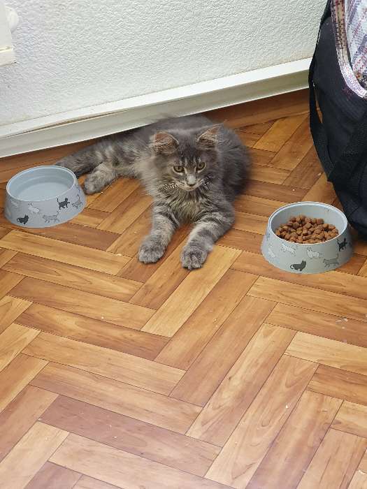 Фотография покупателя товара Сухой корм RC Kitten Maine Coon для котят крупных пород, 2 кг