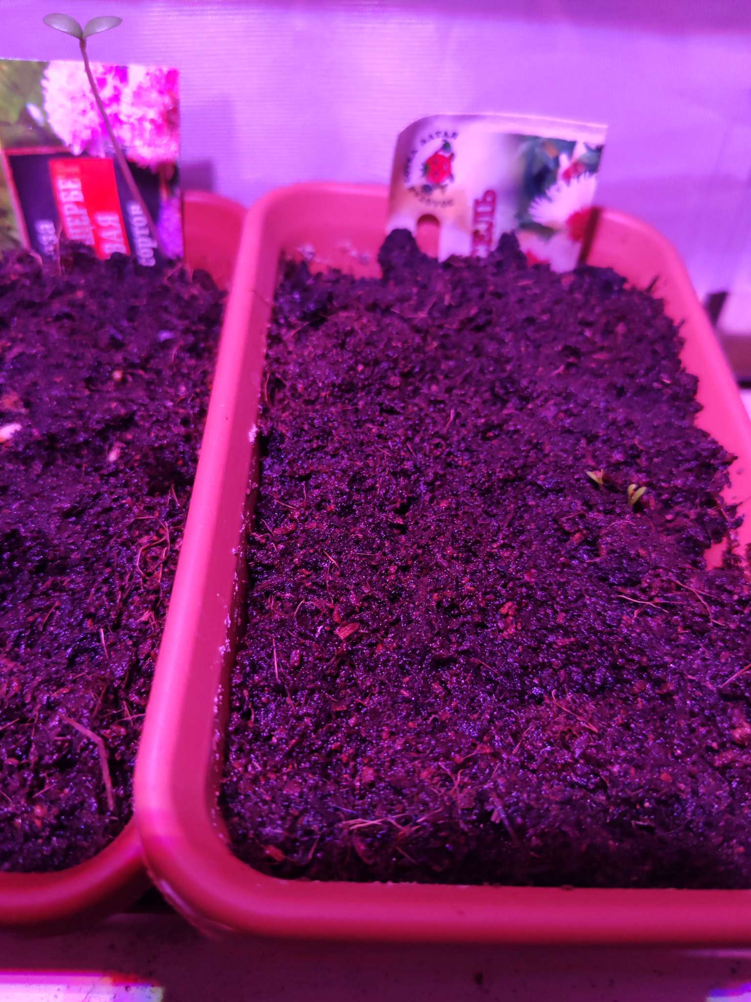 Фотография покупателя товара Семена цветов Гвоздика« Карусель китайская», 0.1 г, «Золотая Сотка Алтая» - Фото 2