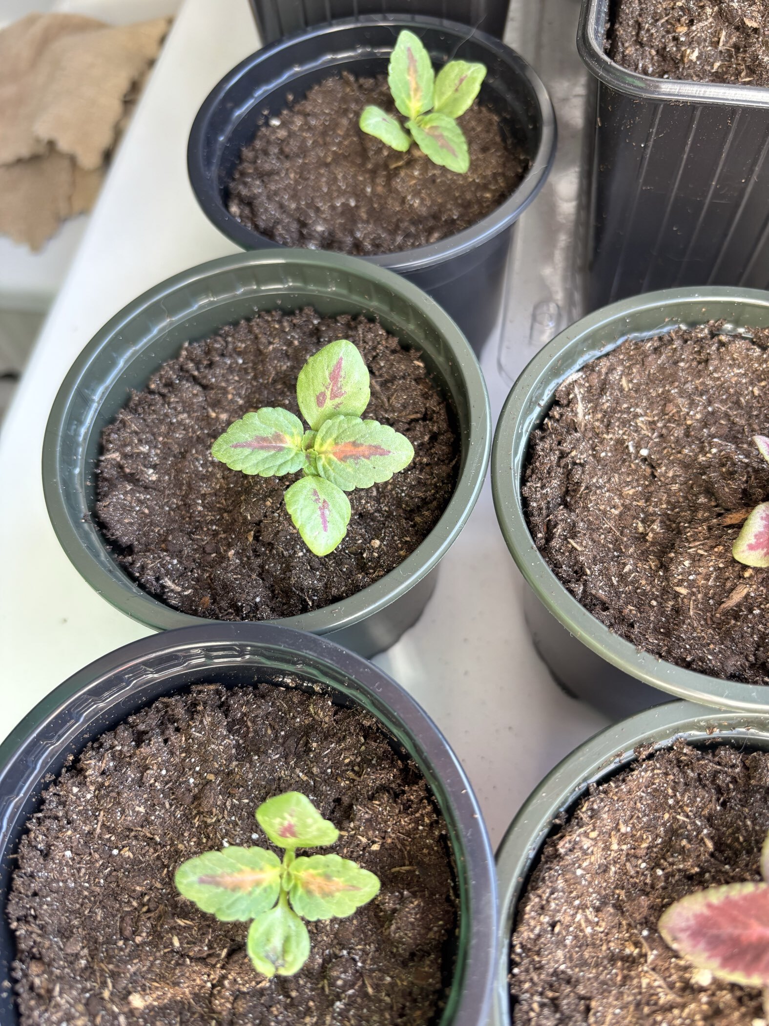 Фотография покупателя товара Семена комнатных цветов Колеус "Коралловый Восход", ц/п, 5 шт - Фото 3