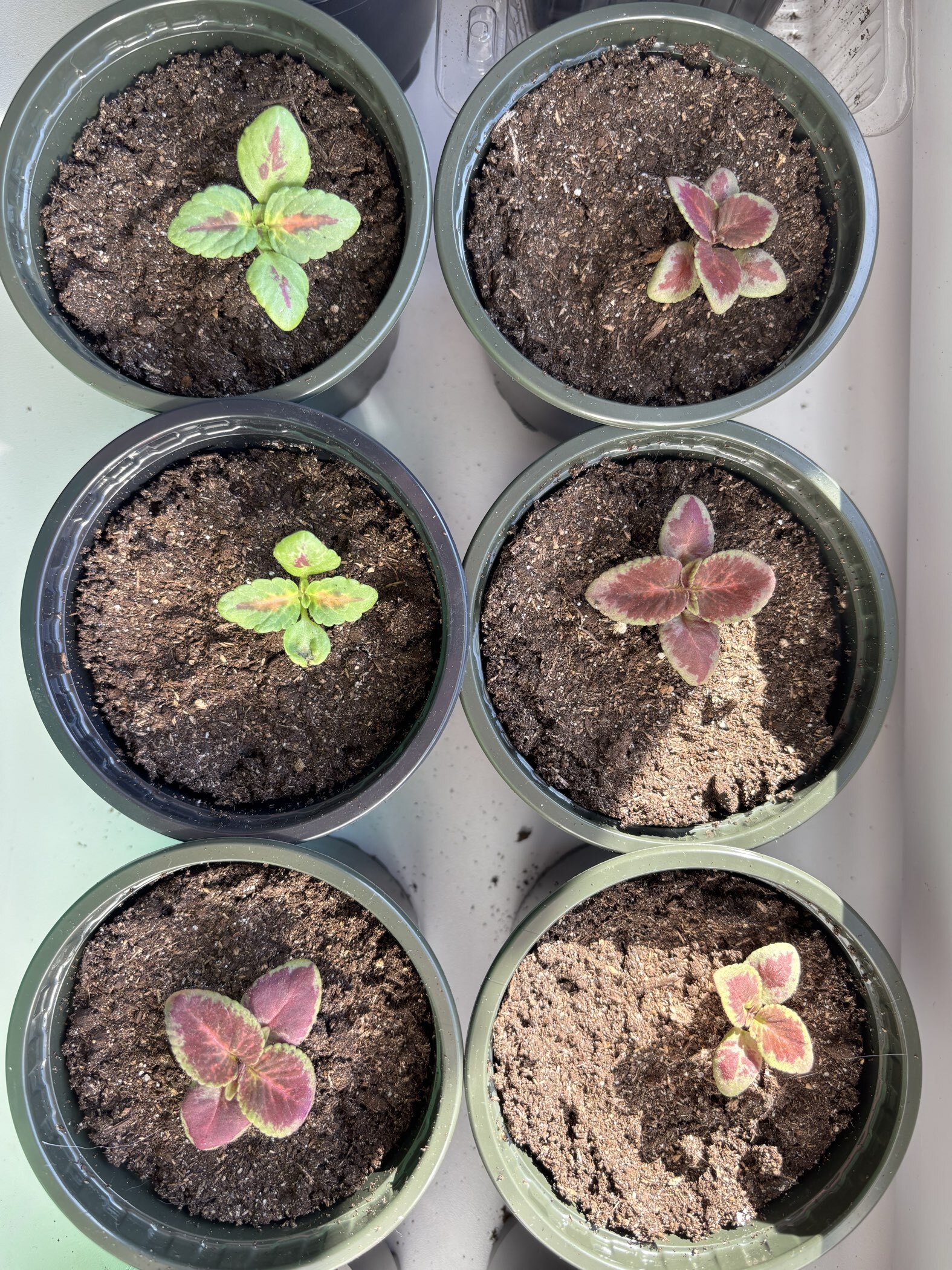 Фотография покупателя товара Семена комнатных цветов Колеус "Коралловый Восход", ц/п, 5 шт - Фото 2