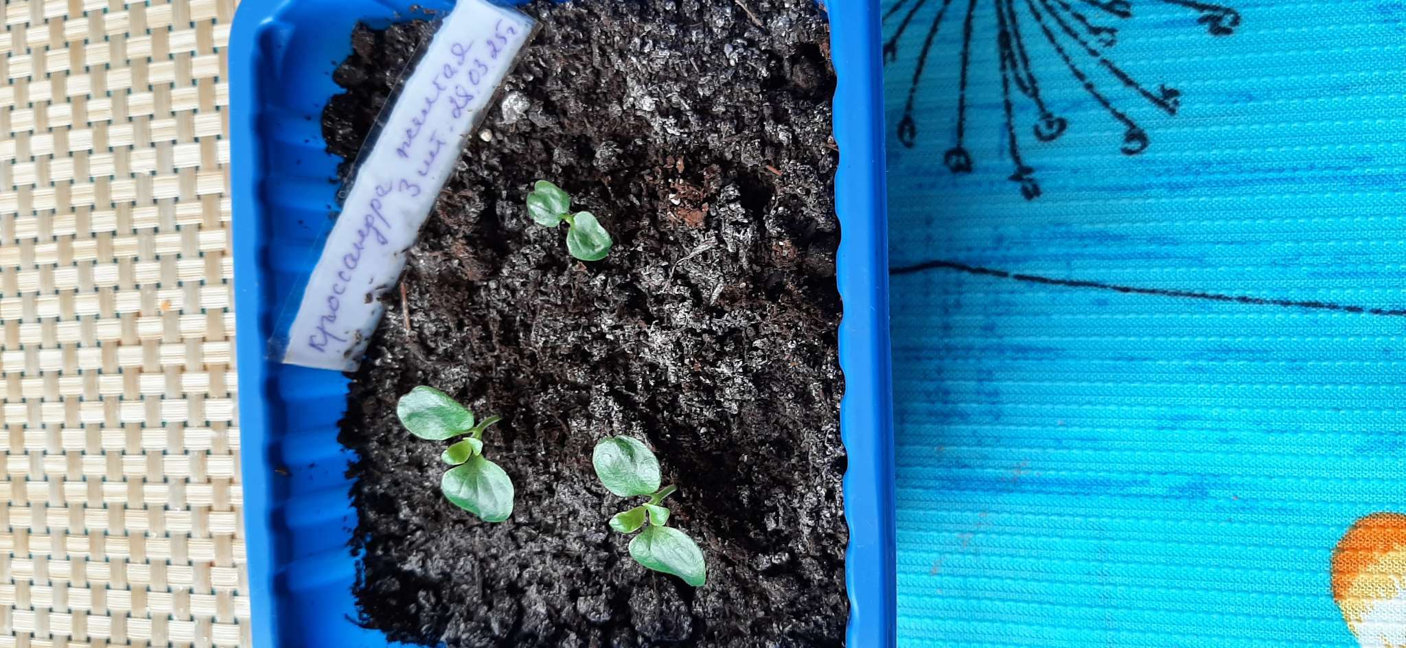 Фотография покупателя товара Семена цветов Кроссандра "Тропик желтая", ц/п,  3 шт. - Фото 1