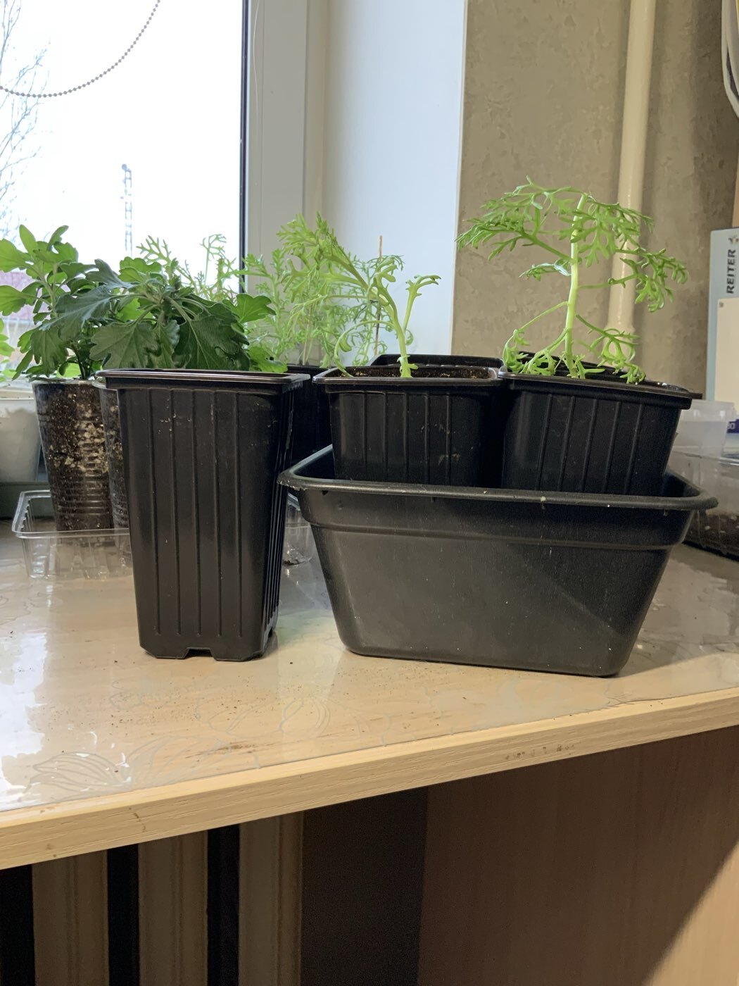 Фотография покупателя товара Ящик для рассады, 50×20×10 см, 6 л, пластик, цвет МИКС, «Урожай-3 м» - Фото 10