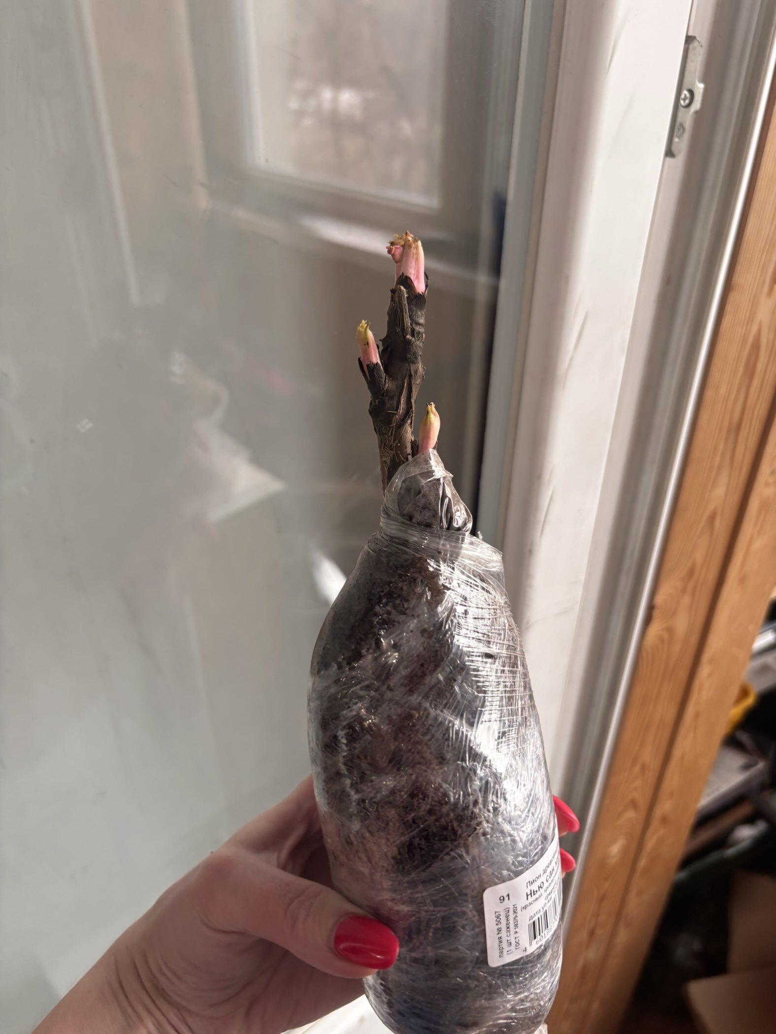 Фотография покупателя товара Пион древовидный (привитый на травянистый) "Нью сан мун" 1 шт, туба, Весна 2025 - Фото 1