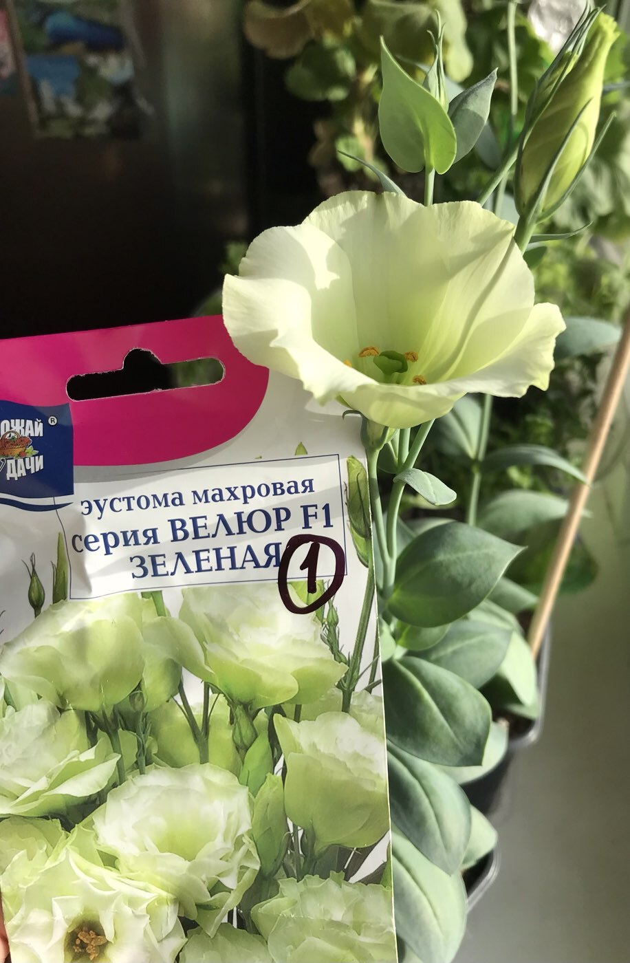 Фотография покупателя товара Семена цветов Эустома махровая "Велюр", зелёная, F1, в ампуле, 0,005 г. - Фото 8