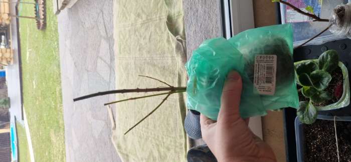 Фотография покупателя товара Ива пурпурная Нана 1 шт., туба, Весна 2026 - Фото 1