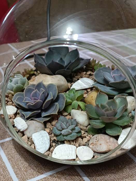 Фотография покупателя товара Флорариум «Цилиндр», на подвесе, 12×8 см, h=23 см, стекло, прозрачный, чёрный - Фото 6