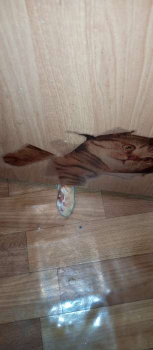 Фотография покупателя товара Интерьерная наклейка 3Д TAKE IT EASY «Кошка шотландская», на стену, 25×23 см, влагостойкая, ПВХ - Фото 1