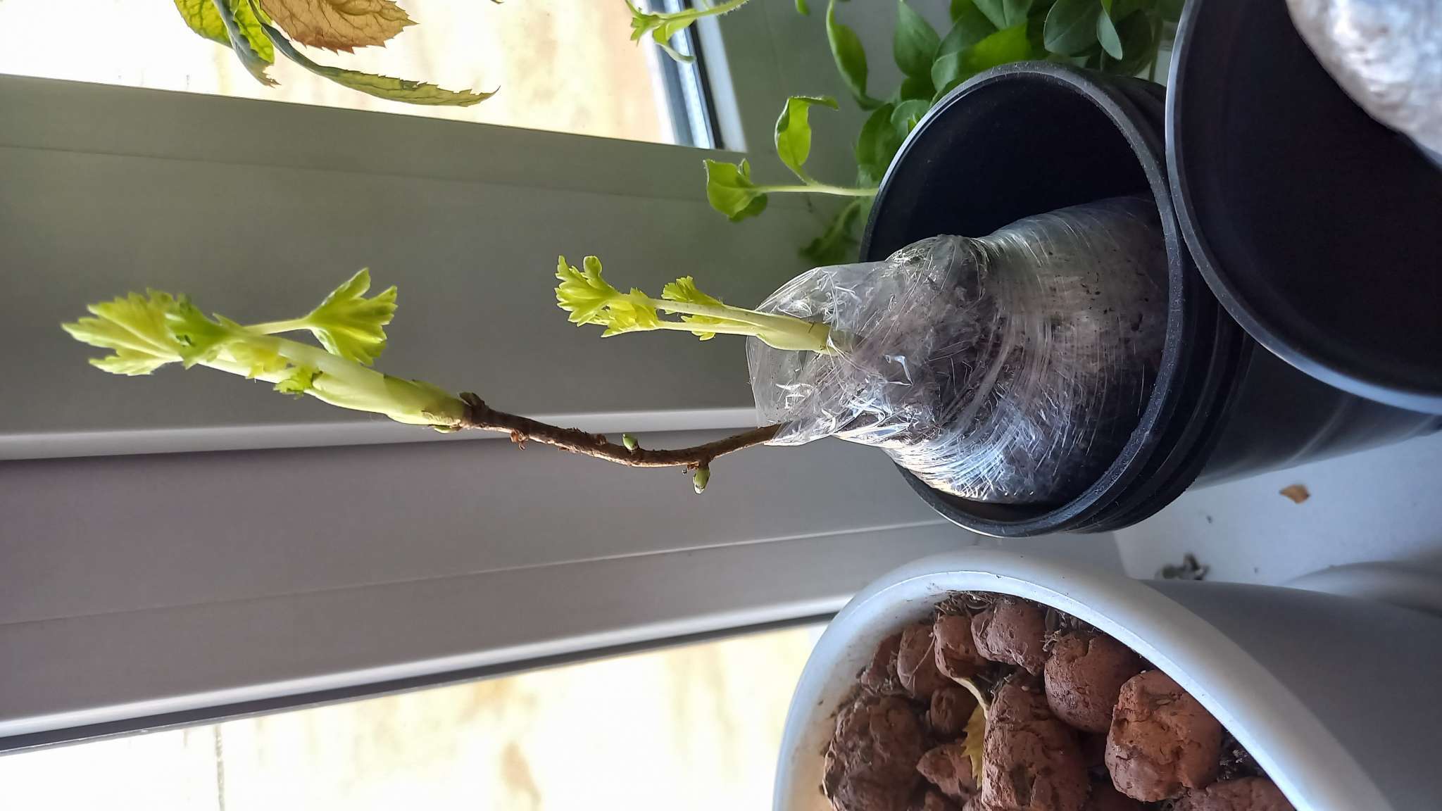 Фотография покупателя товара Йошта (крыжовник х смородина, йоштаберри) "" 1 шт, туба, Весна 2025 - Фото 1