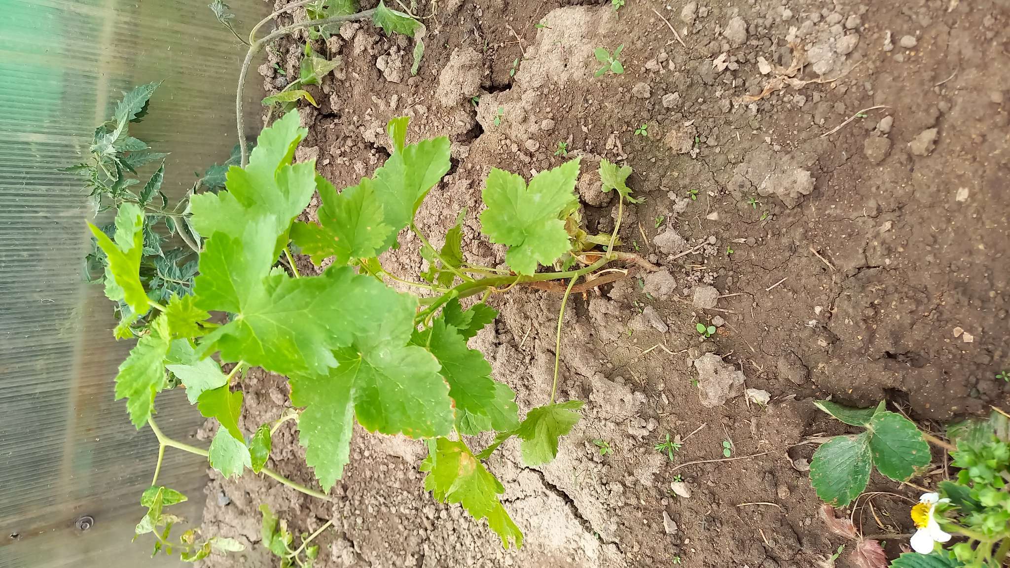 Фотография покупателя товара Йошта (крыжовник х смородина, йоштаберри) "" 1 шт, туба, Весна 2025 - Фото 2