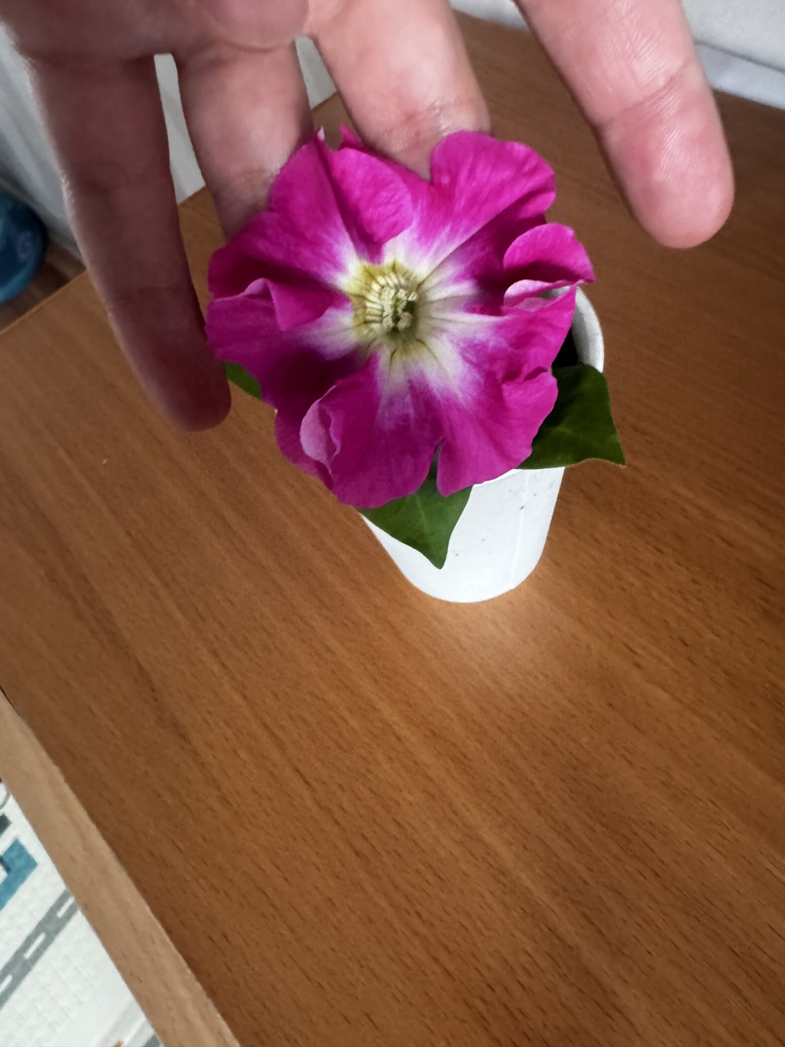 Фотография покупателя товара Семена Цветов Петуния "Мамбо", F1, розовое утро, многоцветковая, пробирка, 7 шт - Фото 14