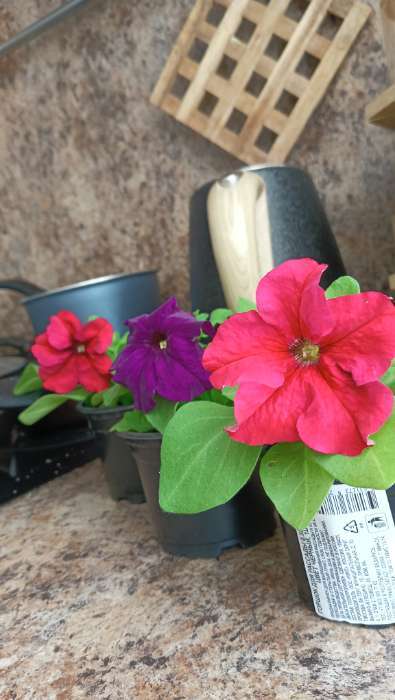 Фотография покупателя товара Семена Петуния Городские гиганты F1 синий бархат   Одн (драже в пробирке) Ц/П 7шт - Фото 3