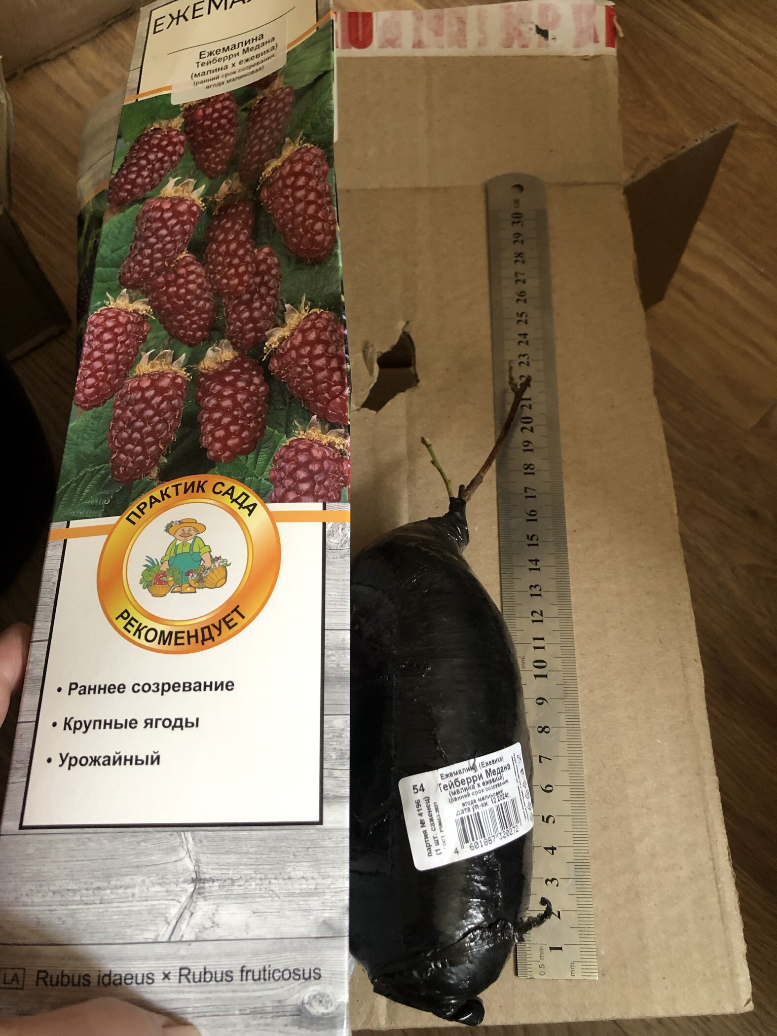 Фотография покупателя товара Ежемалина (Ежевика) "Тейберри Медана (малина х ежевика)", туба, 1 шт, Весна 2025 - Фото 4