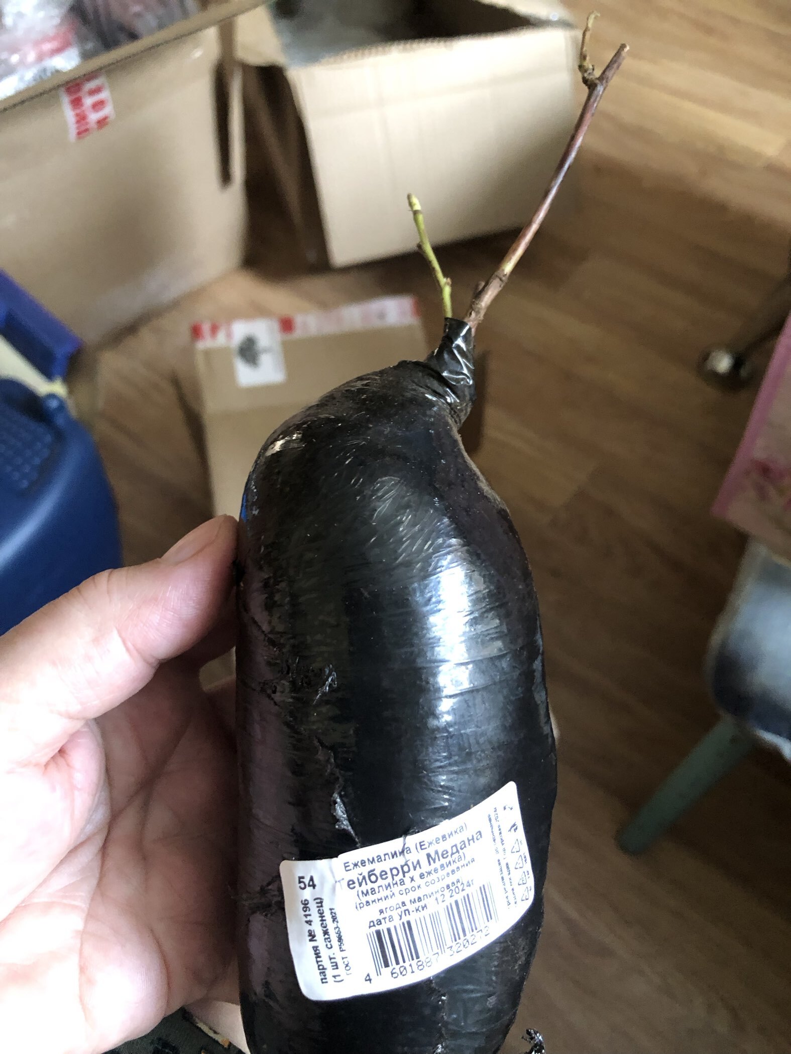 Фотография покупателя товара Ежемалина (Ежевика) "Тейберри Медана (малина х ежевика)", туба, 1 шт, Весна 2025 - Фото 3