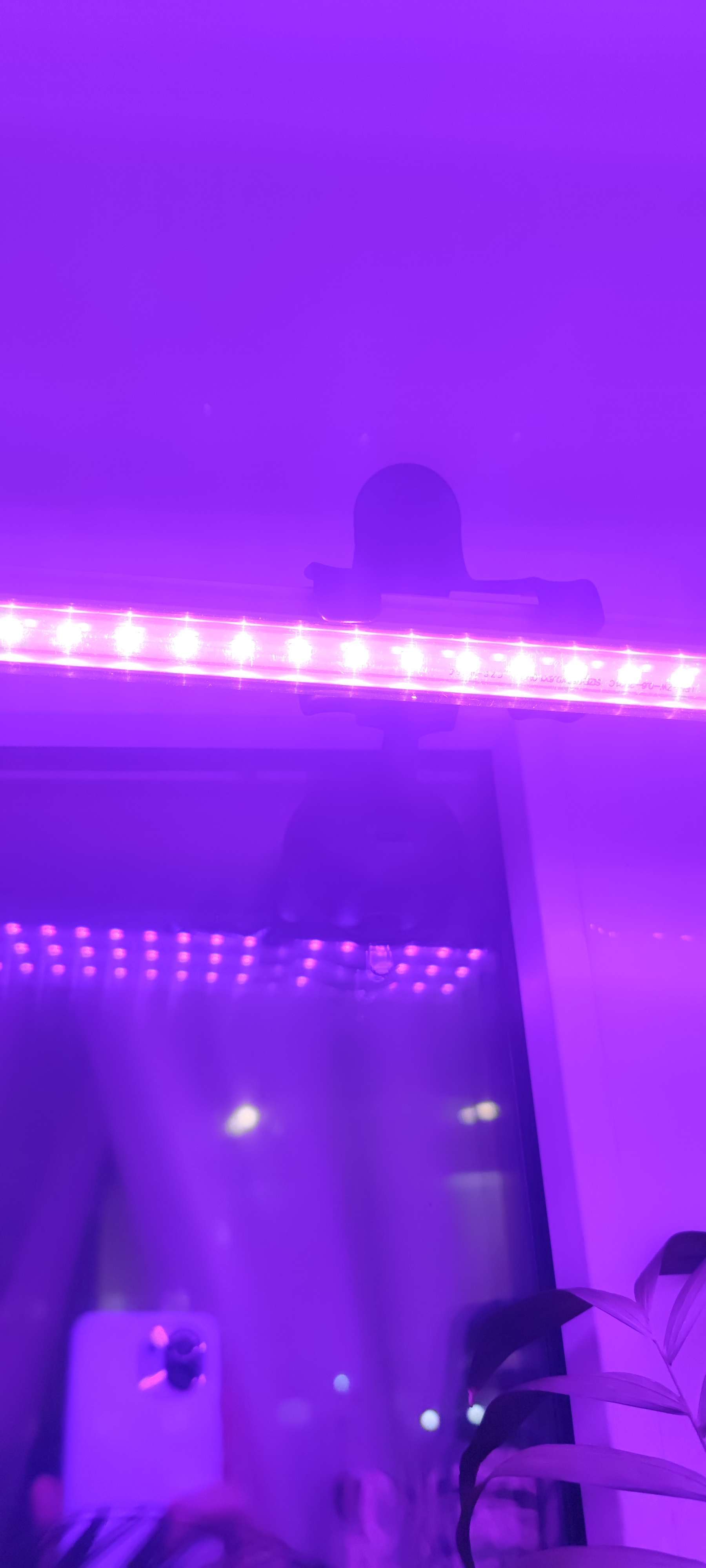 Фотография покупателя товара Фитосветильник светодиодный, 10 Вт, 600 мм, IP40, 220 В, мультиспектральный, с присоской - Фото 2