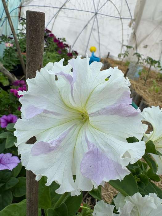 Фотография покупателя товара Семена цветов Петуния крупноцветковая бахромчатая «Афродита Белая» F1, О, 8 шт. - Фото 2