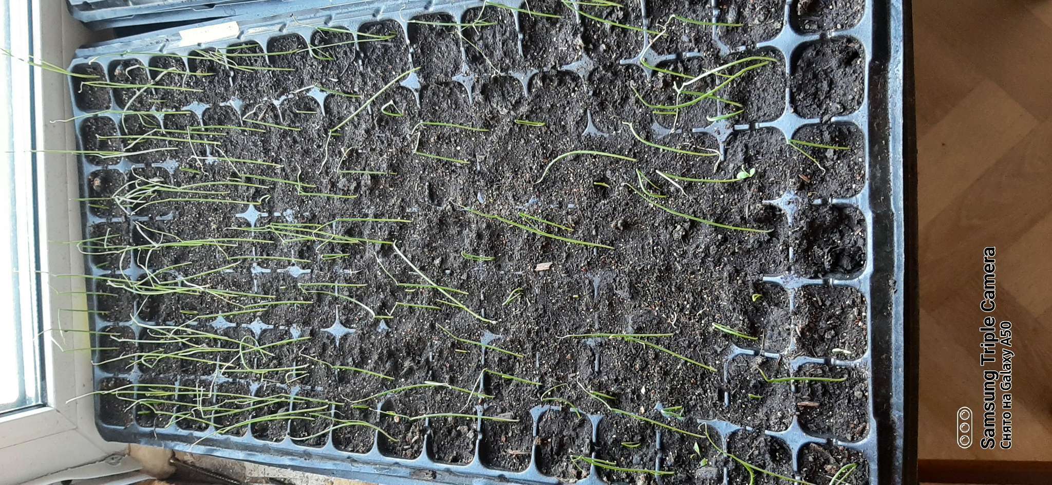 Фотография покупателя товара Кассета для рассады Greengo на 105 ячеек, по 20 мл, из пластика, чёрная, 55×29.5×3 см - Фото 2