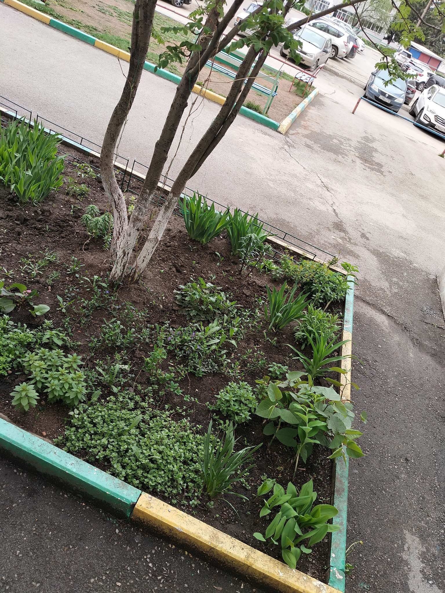 Фотография покупателя товара Ограждение декоративное, 55×500 см, 5 секций, металл, зелёное, «Газонный» - Фото 1