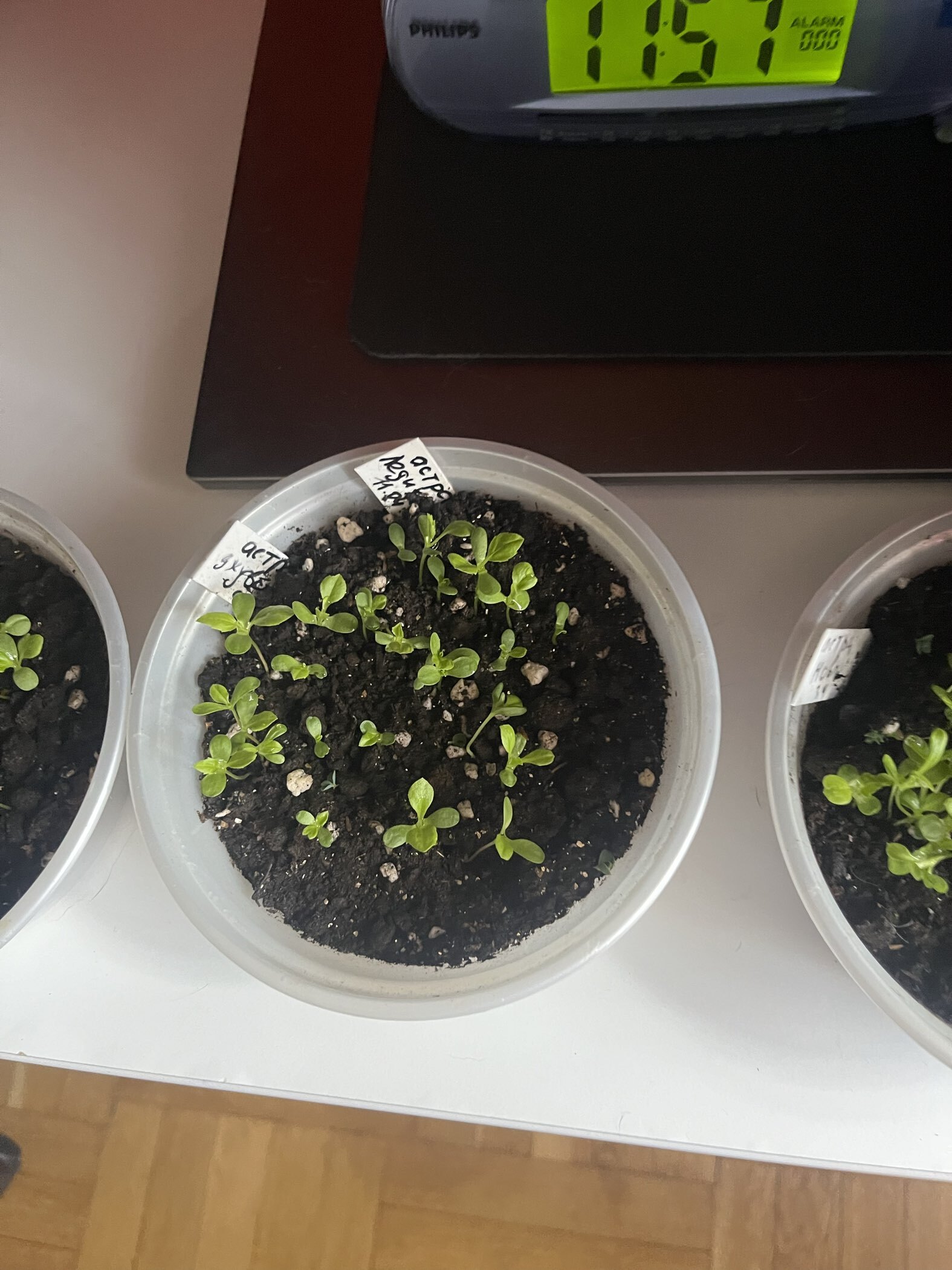 Фотография покупателя товара Семена цветов Астра густомахровая "Баллон розовый", ц/п,  однолетняя, 0,05 г - Фото 9