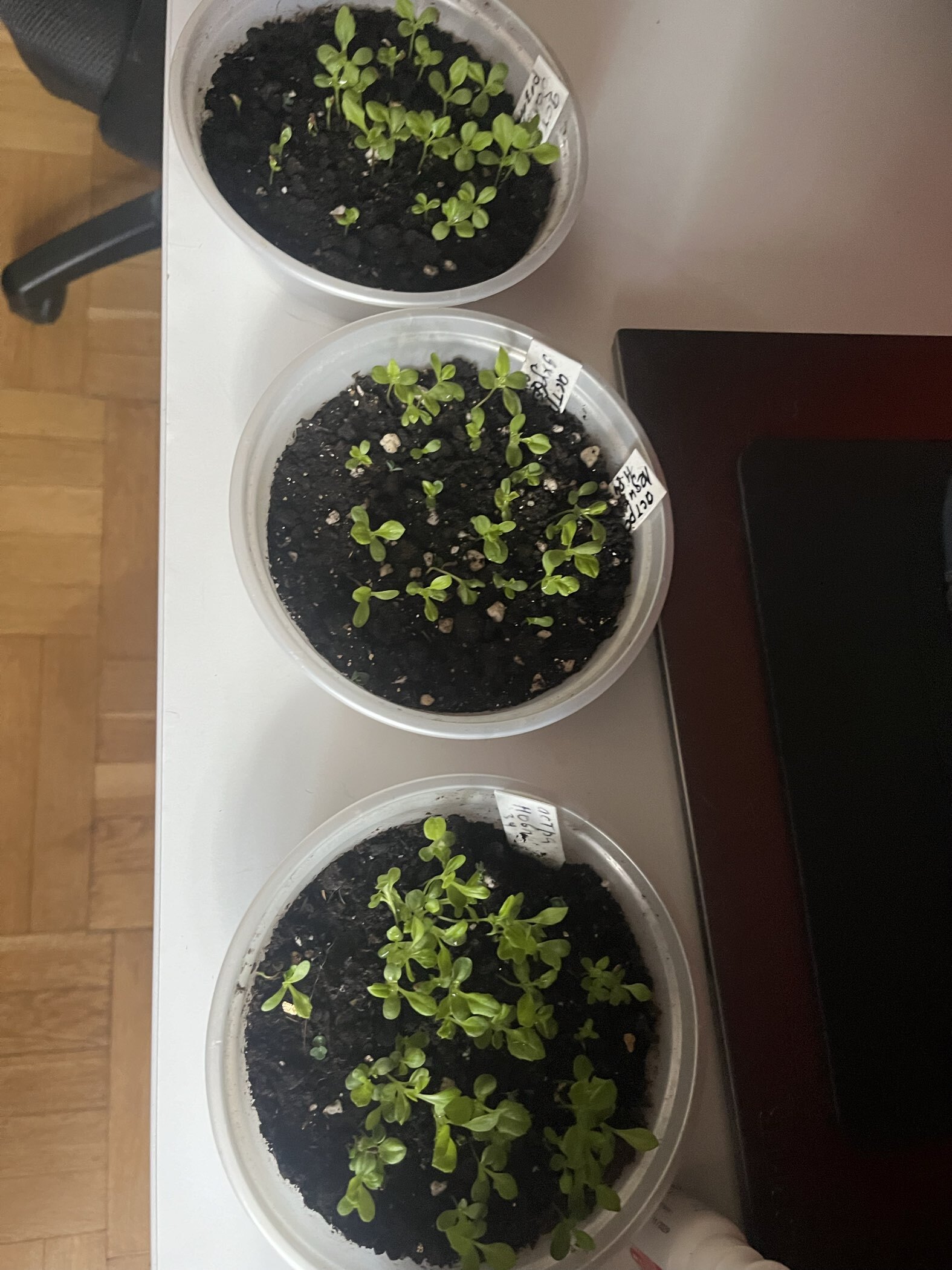 Фотография покупателя товара Семена цветов Астра густомахровая "Баллон розовый", ц/п,  однолетняя, 0,05 г - Фото 5