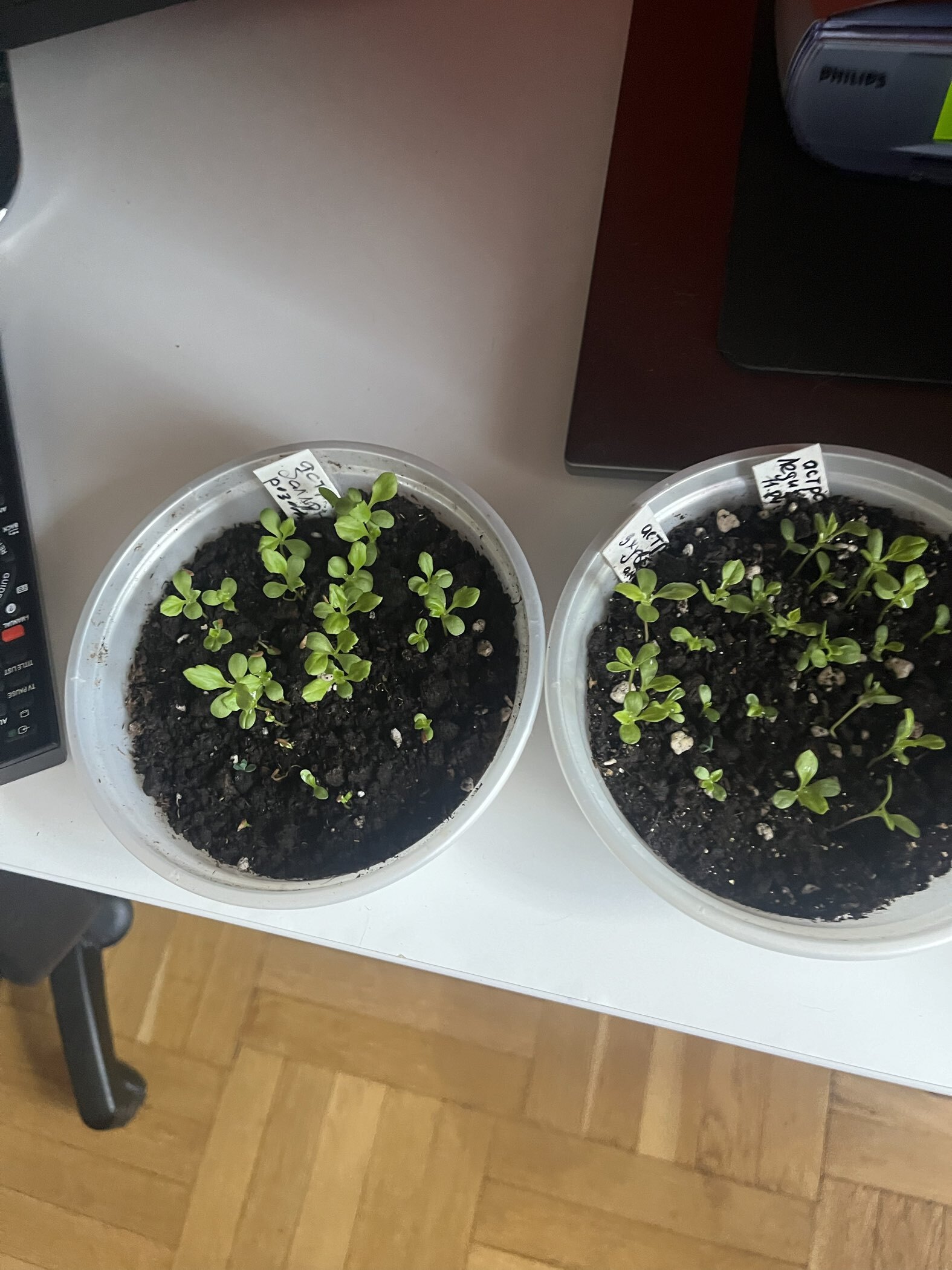 Фотография покупателя товара Семена цветов Астра густомахровая "Баллон розовый", ц/п,  однолетняя, 0,05 г - Фото 6