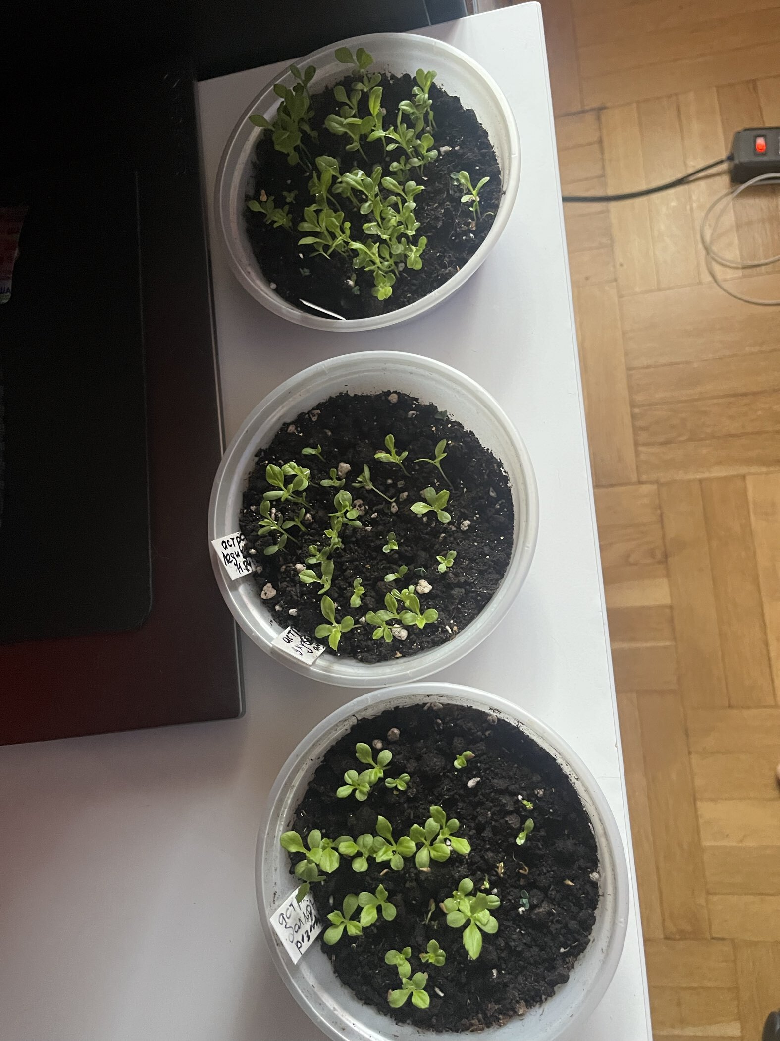 Фотография покупателя товара Семена цветов Астра густомахровая "Баллон розовый", ц/п,  однолетняя, 0,05 г - Фото 7