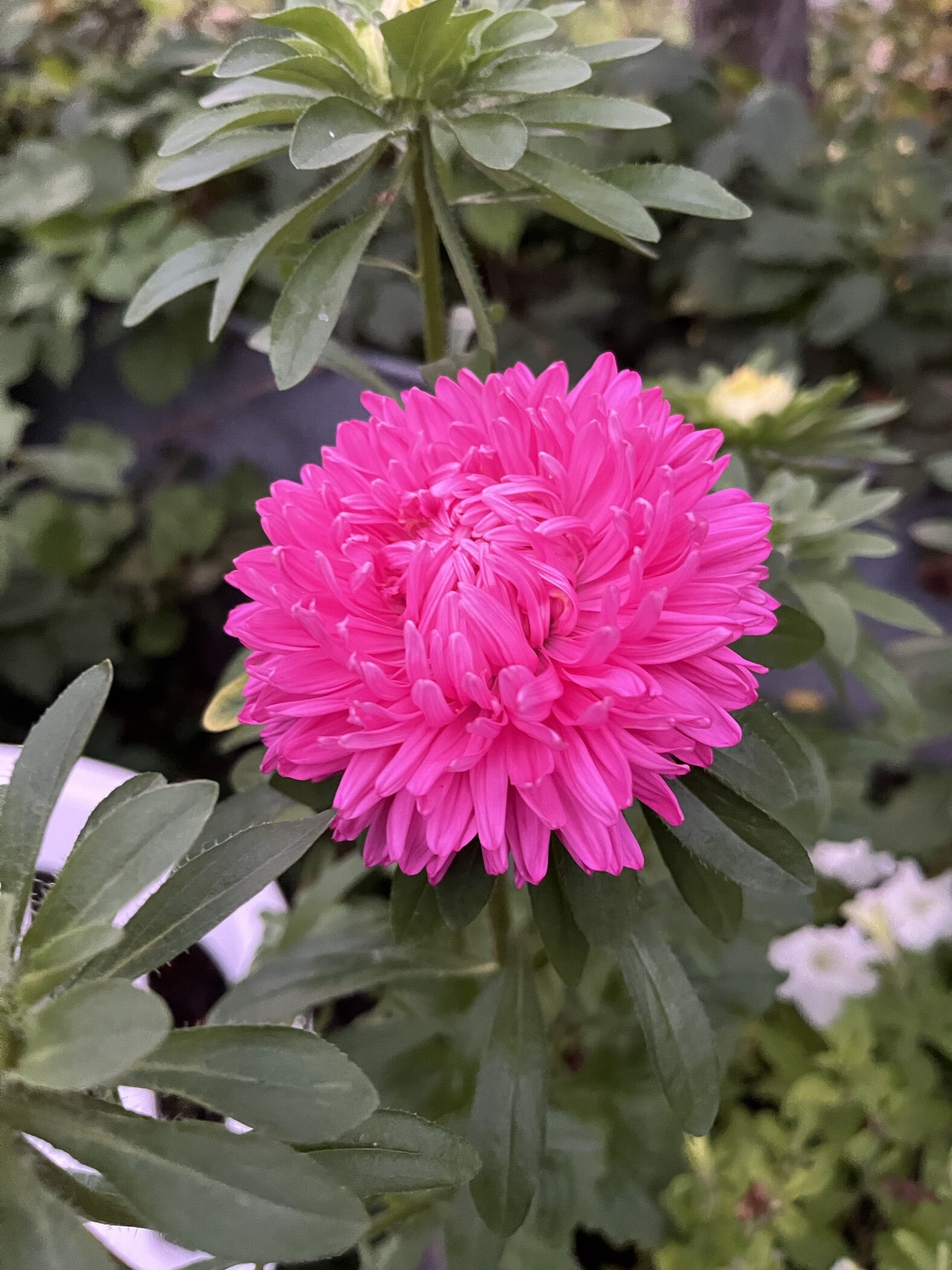 Фотография покупателя товара Семена цветов Астра густомахровая "Баллон розовый", ц/п,  однолетняя, 0,05 г - Фото 3