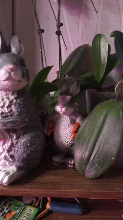 Фотография покупателя товара Садовая фигура из полистоуна «Зайка несет морковь», 22×9×13 см - Фото 1