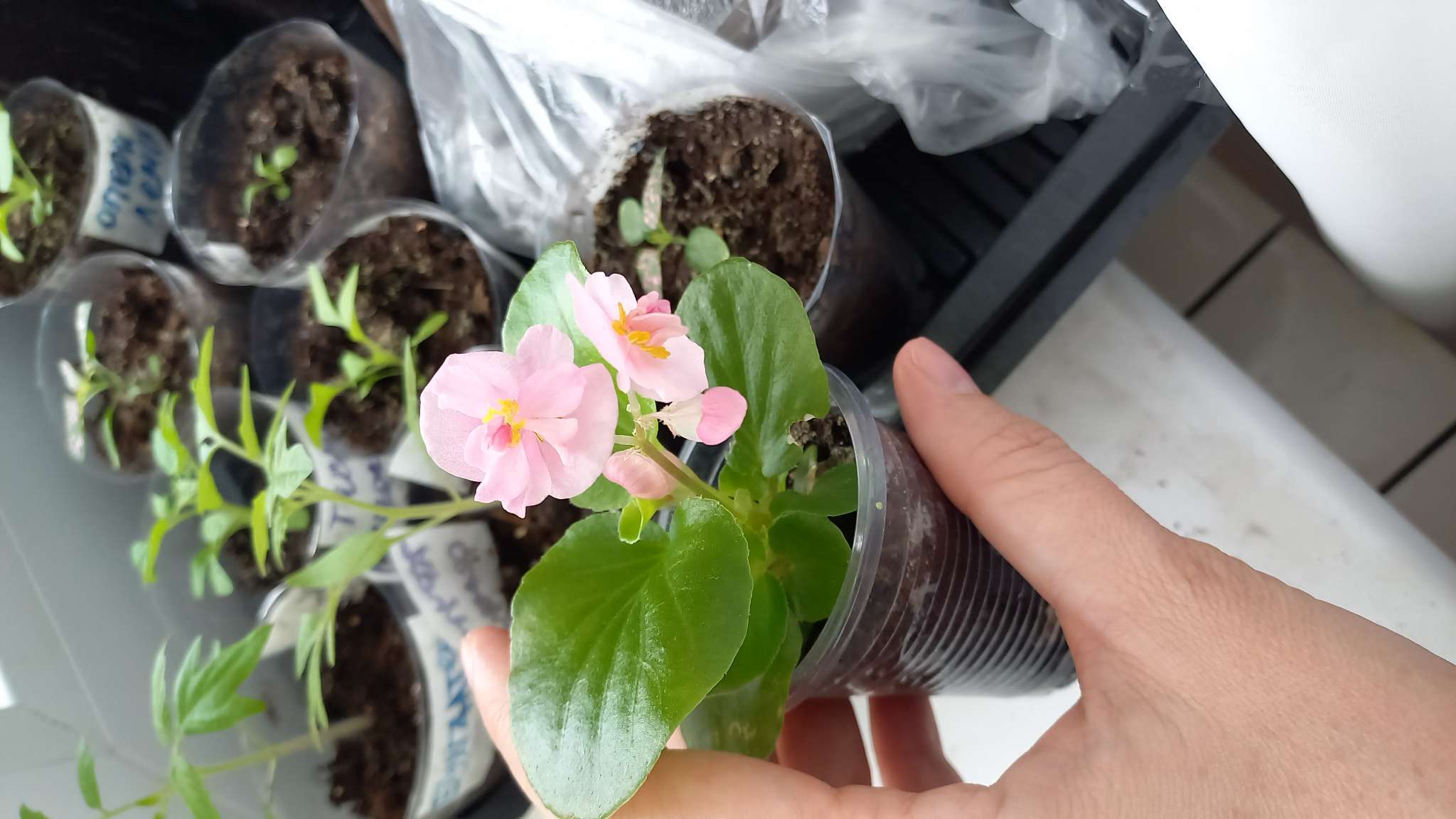 Фотография покупателя товара Семена цветов Бегония "Королева", ц/п,  F1, вечноцветущая, махровая, смесь, гранулы, 4 шт - Фото 4