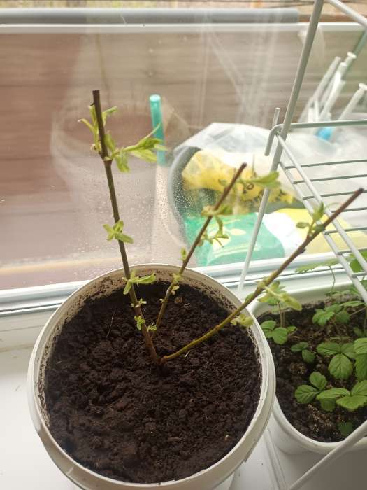 Фотография покупателя товара Ива цельнолистная Хакуро-Нишики 1 шт., туба, Весна 2026 - Фото 6