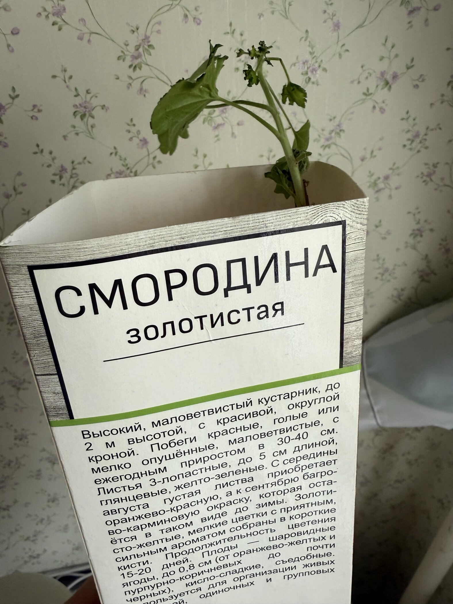 Фотография покупателя товара Смородина золотистая 1 шт. туба, Весна 2026 - Фото 1