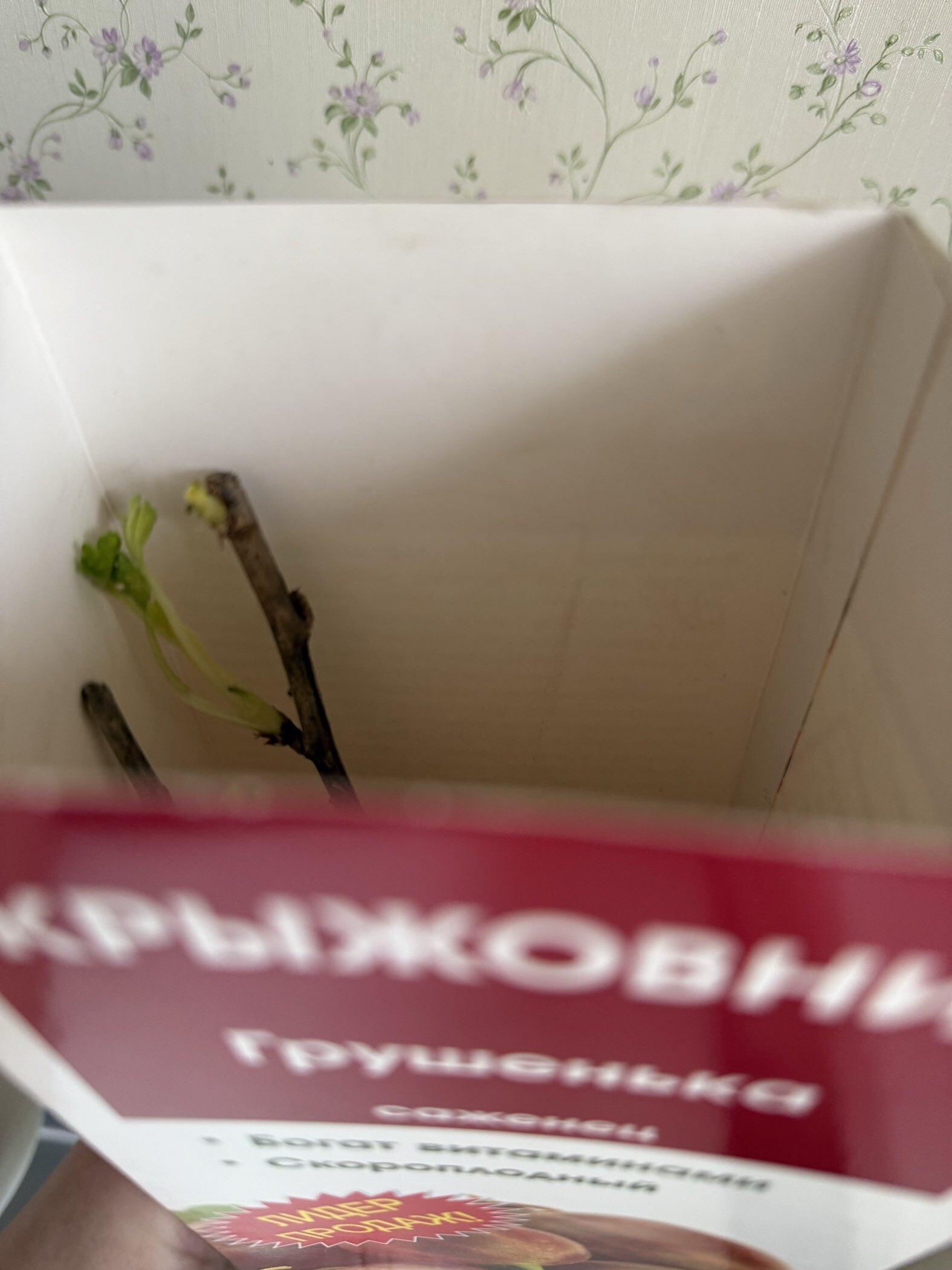 Фотография покупателя товара Крыжовник "Владил", туба, 1 шт, Весна 2025 - Фото 2