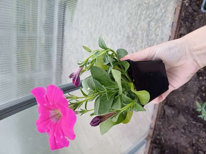 Фотография покупателя товара Семена Цветов Петуния "Мираж Смесь", 10шт - Фото 3