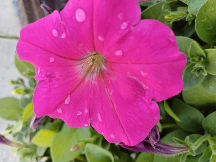 Фотография покупателя товара Семена Цветов Петуния "Мираж Смесь", 10шт - Фото 4