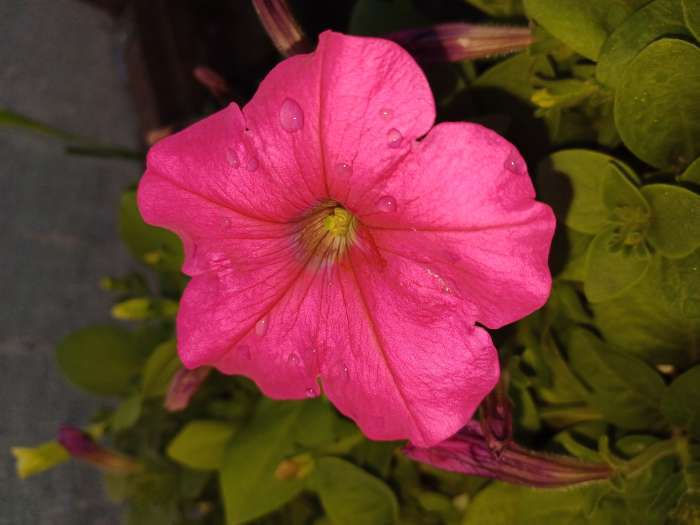 Фотография покупателя товара Семена Цветов Петуния "Мираж Смесь", 10шт - Фото 1