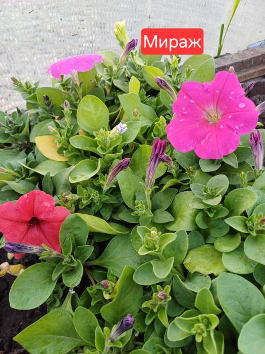 Фотография покупателя товара Семена Цветов Петуния "Мираж Смесь", 10шт - Фото 2