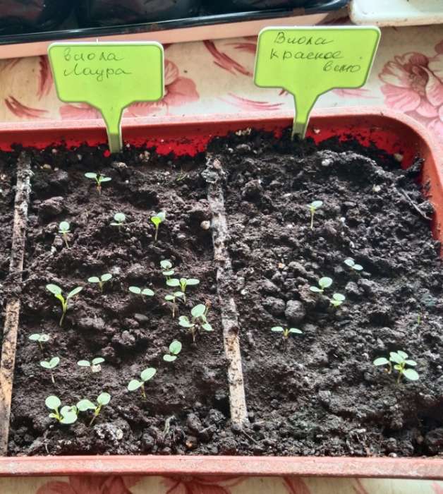 Фотография покупателя товара Семена Виола "Красное вино", 0,1 г - Фото 1