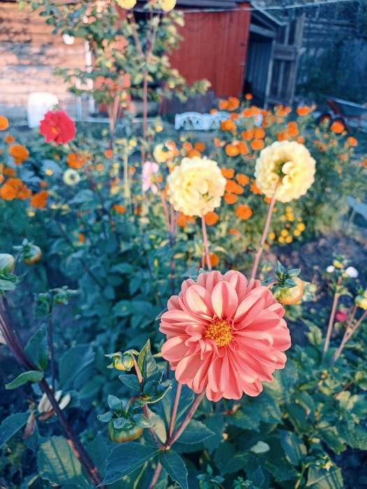 Фотография покупателя товара Семена цветов Георгина "Яркие помпоны", ц/п,   0,2 г - Фото 1