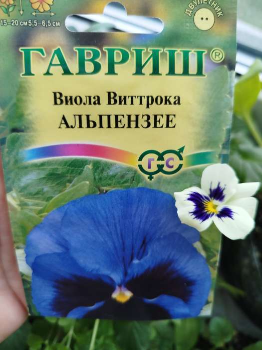 Фотография покупателя товара Семена цветов Виола "Альпензее", ц/п,  виттрока, 0,05 г - Фото 2