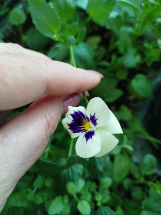 Фотография покупателя товара Семена цветов Виола "Альпензее", ц/п,  виттрока, 0,05 г - Фото 3