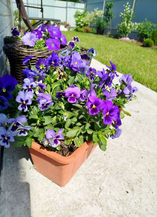 Фотография покупателя товара Семена цветов Виола "Альпензее", ц/п,  виттрока, 0,05 г - Фото 4