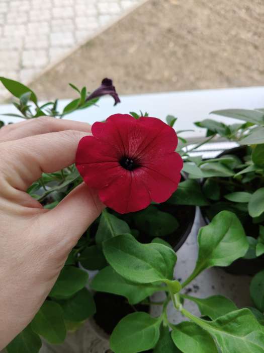 Фотография покупателя товара Семена цветов  Петуния Суперкаскадная "Бургунди", ц/п,  F1, 7 шт - Фото 5