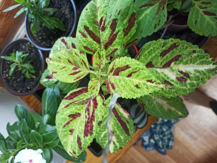 Фотография покупателя товара Семена цветов Колеус «Визард», мозаика, «Семена Алтая», цветной пакет, 5 шт. - Фото 5